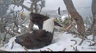 Eagle Update Pictures