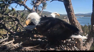 Eagle Update Pictures