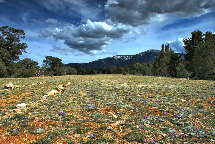 Pebble Plains with flowers and clouds
