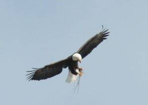 Bald Eagle in flight against blue skyline